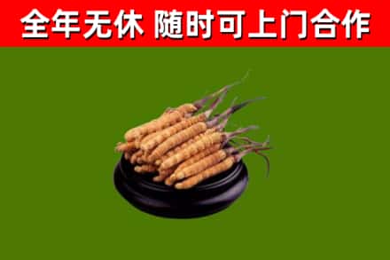 千山回收冬虫夏草